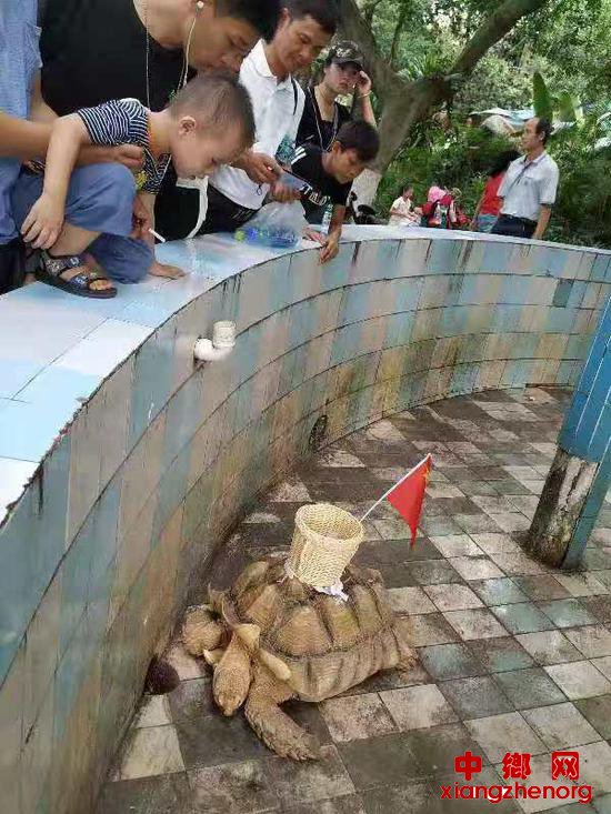 游客称，苏卡达陆龟背上粘有竹筐，有人向竹筐内投币。受访者供图