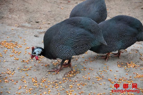 珍珠鸡养殖新技术