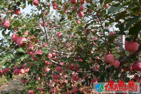 <b>苹果香甜引来八方客</b>