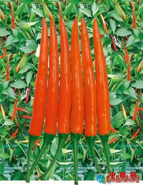 提供科研报告，第四届中原地展首创蔬菜品种评价新模式