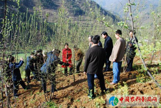 陕西白河：打造全国“光皮木瓜之乡”的底气从何而来？