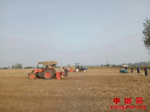 安徽阜阳 颍东区枣庄镇秋种小麦已抢种结束