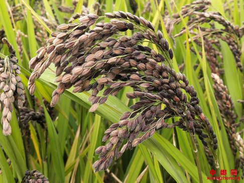 <b>山东郯城：富硒“胭脂黑稻”一亩顶四亩</b>