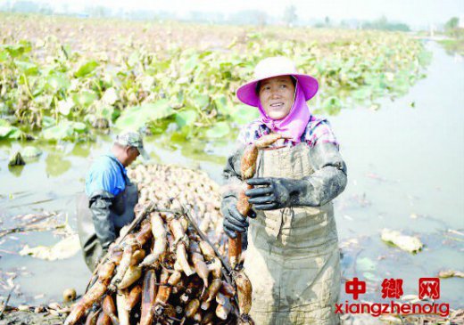 江苏金湖塔集镇迎来莲藕收获旺季