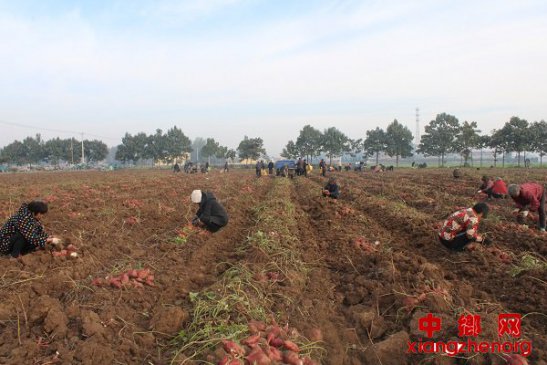 安徽界首：红薯喜获丰收