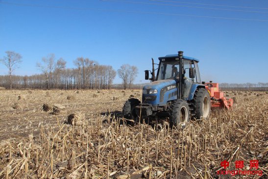 黑龙江依龙镇：玉米秸秆全部“吃干榨净”