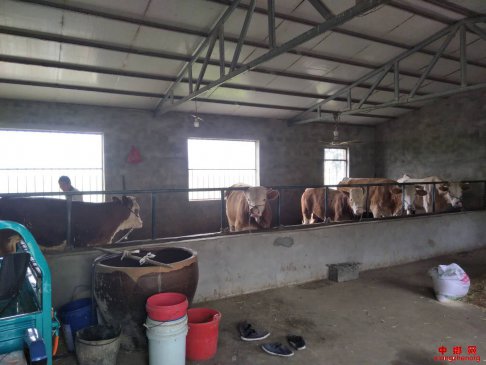 安徽双忠庙镇：刘家社的脱贫致富路