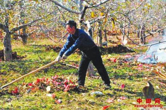 苹果树冬季清园方案