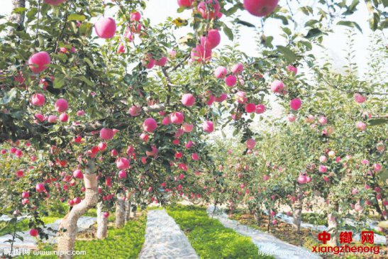 陕西省延安市宝塔区近50万亩果园创建为绿色苹果生产基地