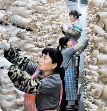 河北承德县：“抱团”鼓起农民“钱袋子”