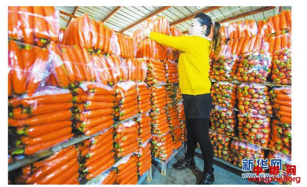 <b>小萝卜长成大产业</b>