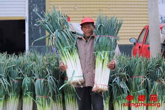 <b>安徽：大葱丰收群众乐</b>