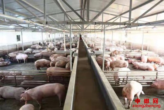 新希望引领生猪产业 托起宜君群众致富梦