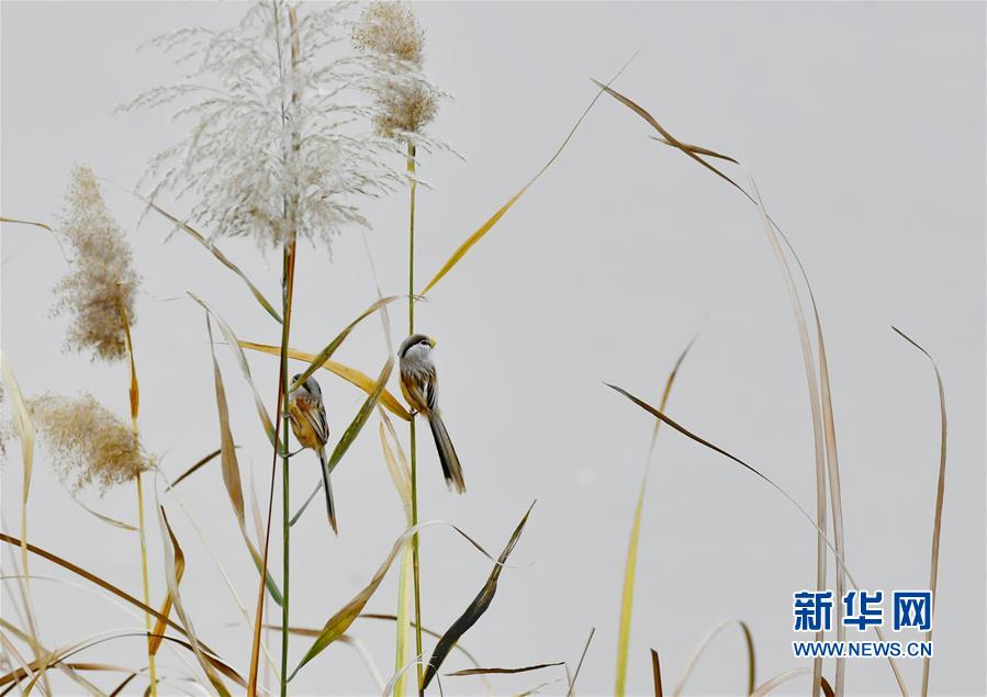 （美丽中国）（7）济南：黄河之滨景色美
