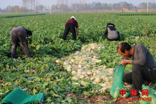 <b>安徽界首：萝卜丰收菜农乐</b>