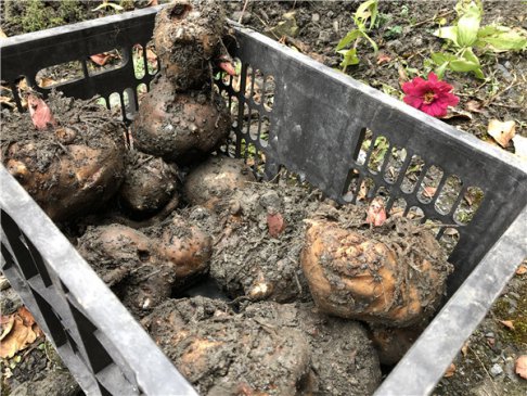 魔芋增收显“魔力” 人均增收4000元