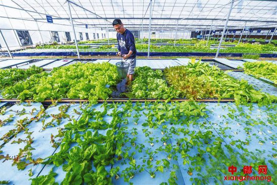 鱼菜共生 生态循环