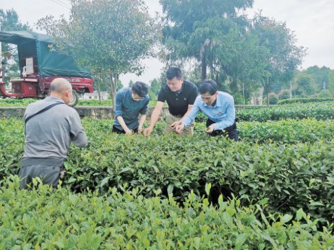 美丽茶乡的强劲律动——贵州凤冈县以园区为抓手推动锌硒茶产业做大做强