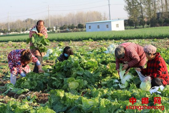 安徽：早熟白菜丰收