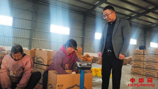 新疆有机“板栗南瓜”畅销全国