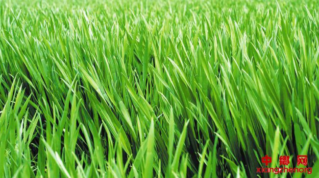 2020年小麦重大病虫害预测