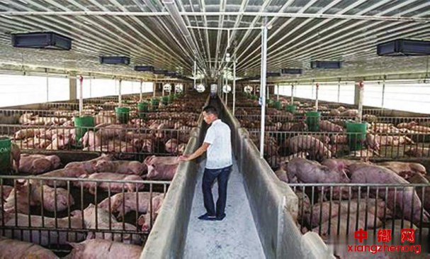 “云养猪”模式来了！