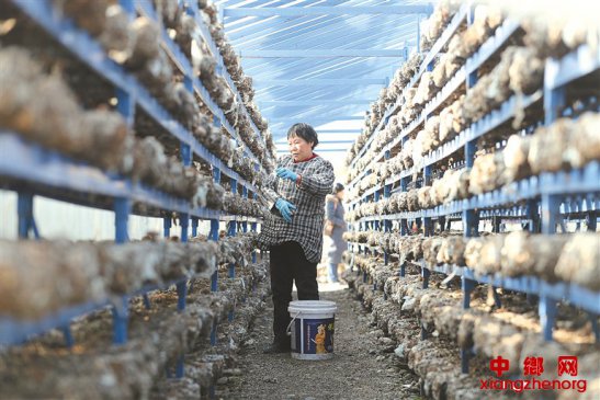 <b>小香菇撑起“致富伞”</b>