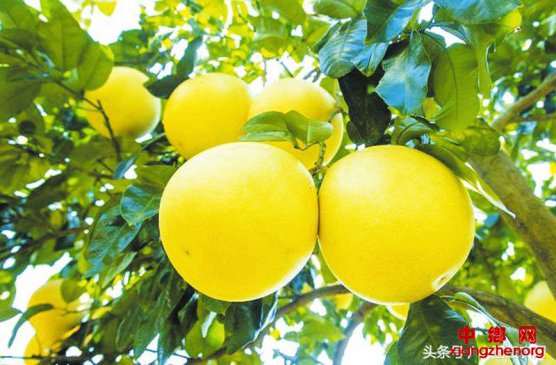 适应市场才有“柚”惑力