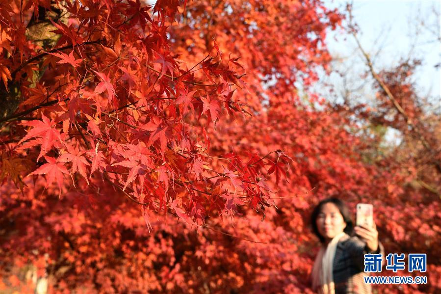 （美丽中国）（2）“枫”景迷人