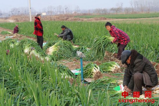 <b>安徽界首大葱丰收群众乐</b>