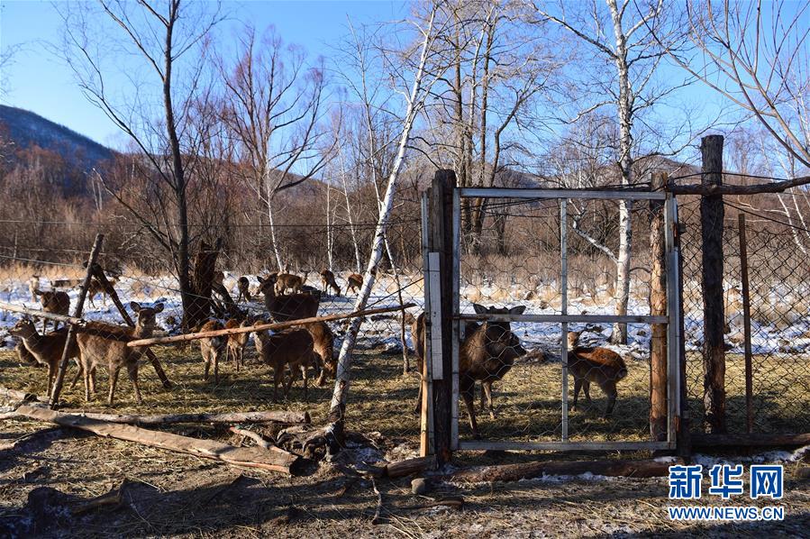 （决战决胜集中连片特困区·图文互动）（1）内蒙古阿尔山：贫困人口走上“山水变金银”的幸福路