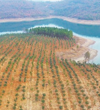 <b>湖北当阳：推进复绿  强化整改</b>