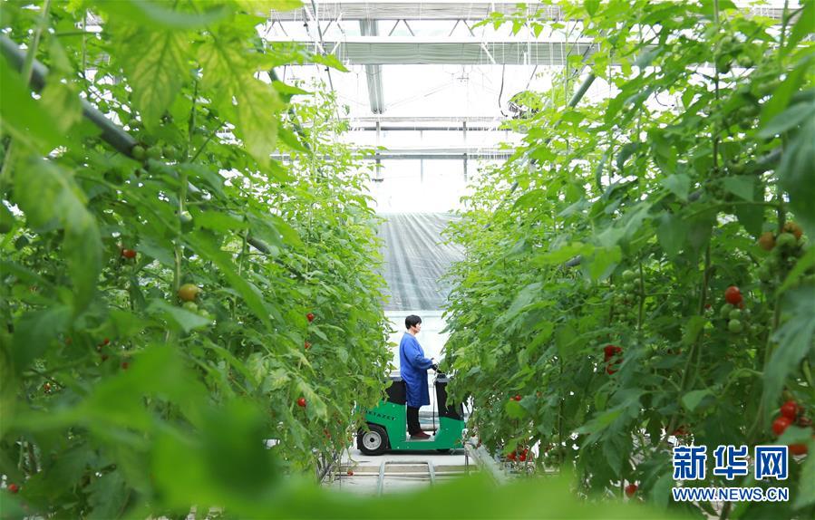 #（经济）（1）河北南和：“智慧农业”助推乡村振兴