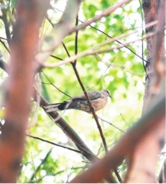 武汉这所校园里有800多只鸟 师生成立观鸟社团爱鸟护鸟