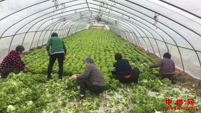 <b>安徽：贫困户家门口做起小时工</b>