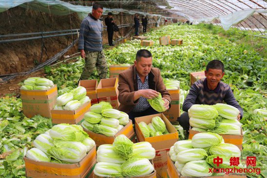 <b>安徽：产业扶贫拓宽致富路</b>