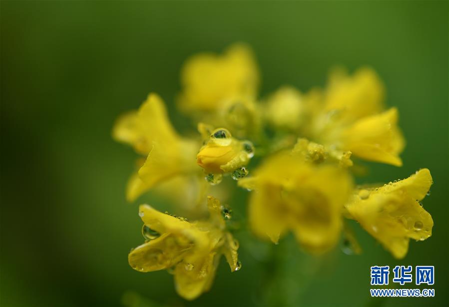 #（新华视界）（1）湖北宣恩：腊月花争艳