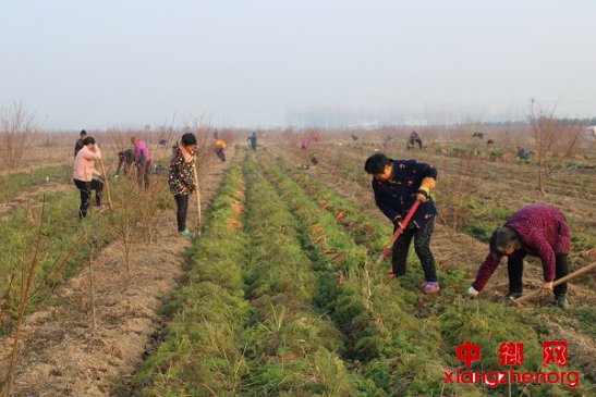 <b>安徽：冬日胡萝卜采收忙</b>