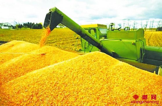 玉米消费五年来首次下滑 预计今年需求向好