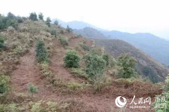 重庆将生态修复纳入认罪认罚从宽 让荒地变森林
