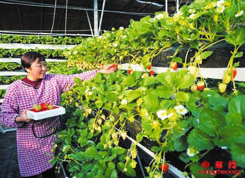 冬季草莓飘香莓飘香