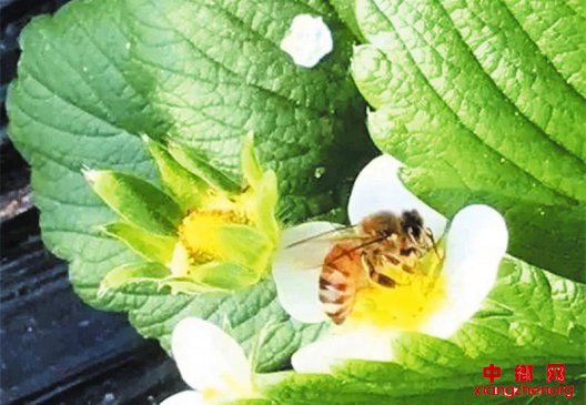 京郊万箱蜜蜂“上岗”“监督”草莓安全生产