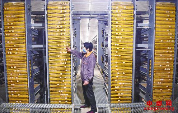 现代化养鸡 效益高