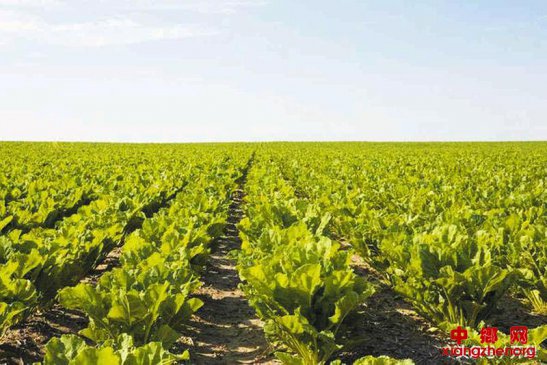 冬季蔬菜田间管理注意四点