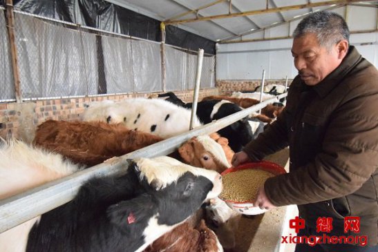 <b>安徽省埇桥区顺河乡:养殖牛羊脱贫奔小康</b>