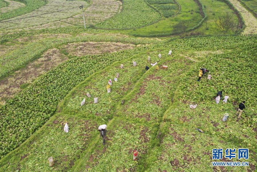 （经济）（1）重庆涪陵：榨菜产业防疫生产两手抓
