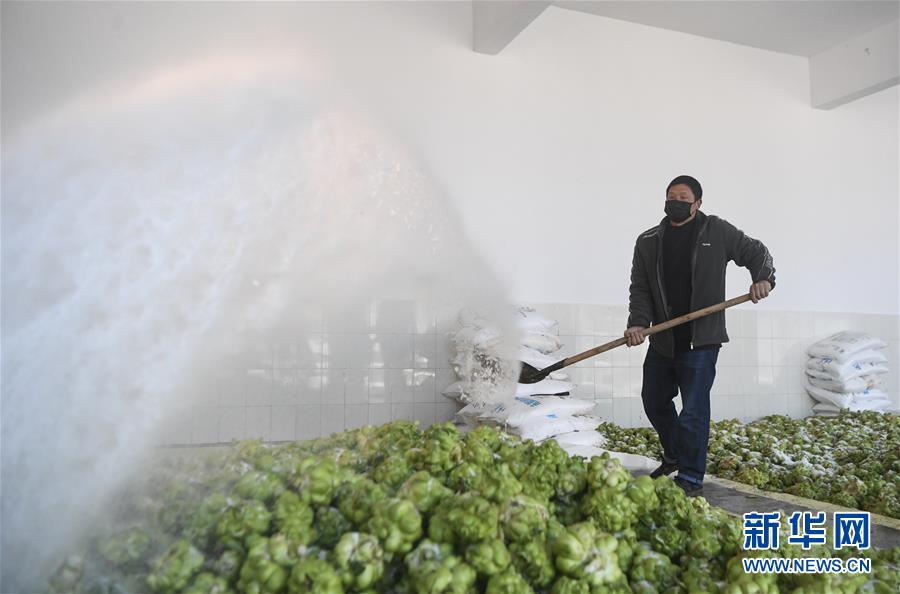 （经济）（4）重庆涪陵：榨菜产业防疫生产两手抓