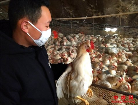 <b>郯城：部长为退伍军人2000只鸡吹响“冲锋号”</b>