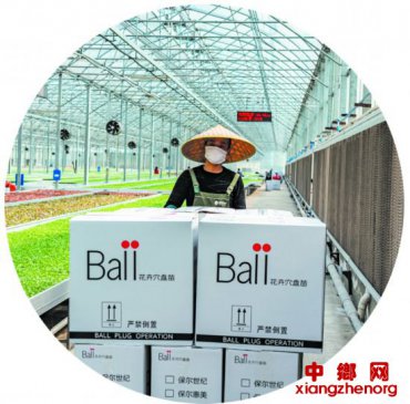 <b>西南地区最大草花穴盘苗生产企业恢复种苗供应</b>