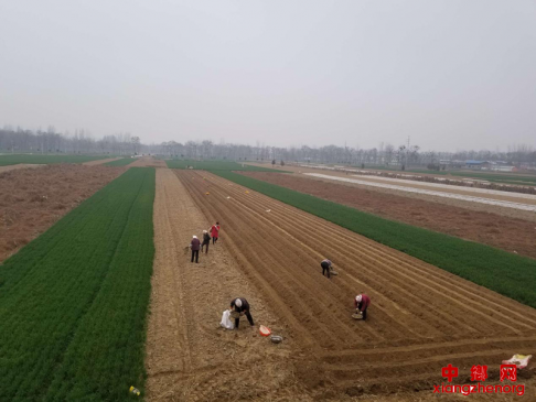 安徽亳州魏岗镇：战疫情 抢农时 保春耕